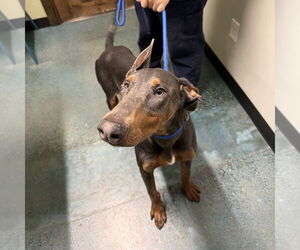 Doberman Pinscher Dogs for adoption in Chico, CA, USA
