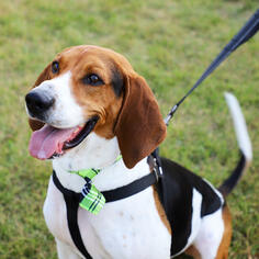 Treeing Walker Coonhound Dogs for adoption in Brooklyn Center, MN, USA
