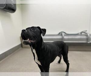 Boxer-Unknown Mix Dogs for adoption in HESPERIA, CA, USA