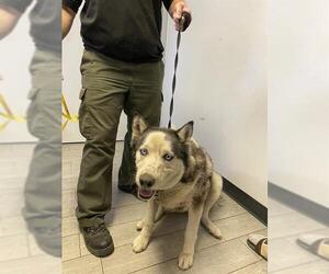 Siberian Husky Dogs for adoption in Bakersfield, CA, USA