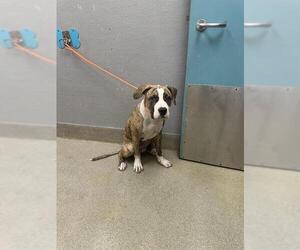 Bullboxer Pit Dogs for adoption in Las Vegas, NV, USA