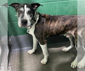 Labrador Retriever-Unknown Mix Dogs for adoption in Forestville, MD, USA