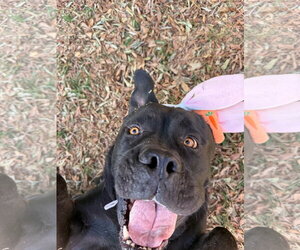 Mastiff Dogs for adoption in Goodyear, AZ, USA