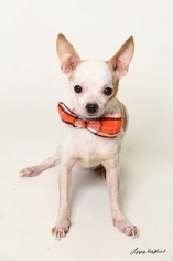Chihuahua Dogs for adoption in Kenner, LA, USA