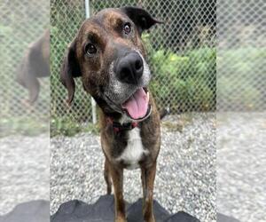 German Shepherd Dog-Unknown Mix Dogs for adoption in Anchorage, AK, USA