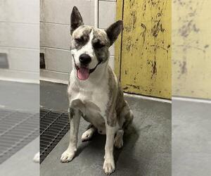 Akita-Australian Kelpie Mix Dogs for adoption in Stockton, CA, USA