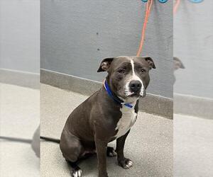 Mutt Dogs for adoption in Las Vegas, NV, USA