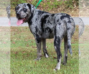 Catahoula Leopard Dog-Unknown Mix Dogs for adoption in Prattville, AL, USA