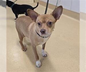 Chihuahua-Unknown Mix Dogs for adoption in Placerville, CA, USA