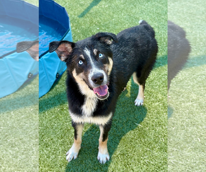 Huskies -Unknown Mix Dogs for adoption in Woodbury, NY, USA