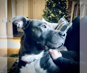 American Pit Bull Terrier Dogs for adoption in Warwick, RI, USA