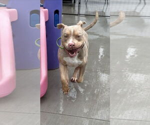 Mutt Dogs for adoption in Las Vegas, NV, USA