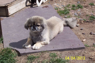 Pekingese Dogs for adoption in Broken Bow, NE, USA