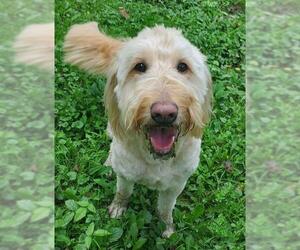 Goldendoodle Dogs for adoption in Cuba, NY, USA