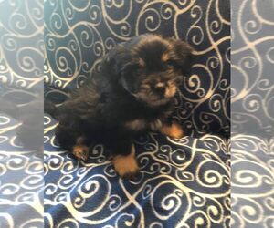 Medium Photo #1 Mutt Puppy For Sale in Lewistown, PA, USA