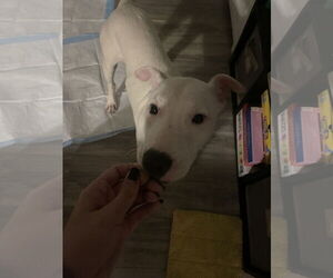 Medium Photo #19 Mutt Puppy For Sale in Holly Springs, NC, USA