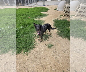 Mutt Dogs for adoption in Maquoketa, IA, USA