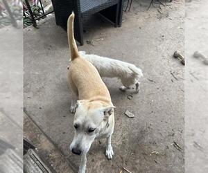 Labrador Retriever-Unknown Mix Dogs for adoption in San Antonio, TX, USA