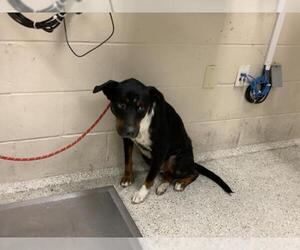 Mutt Dogs for adoption in Conroe, TX, USA