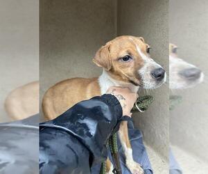 American Pit Bull Terrier-Unknown Mix Dogs for adoption in Oklahoma City, OK, USA