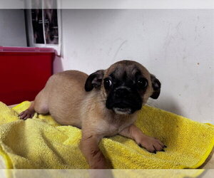 Pug-Unknown Mix Dogs for adoption in Corona, CA, USA