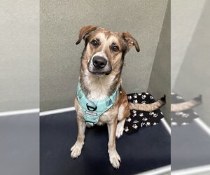 Anatolian Shepherd-German Shepherd Dog Mix Dogs for adoption in Lee's Summit, MO, USA