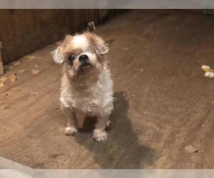 Shih Tzu Dogs for adoption in Holly Springs, NC, USA