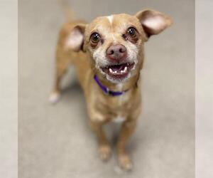 Chihuahua Dogs for adoption in Aurora, CO, USA
