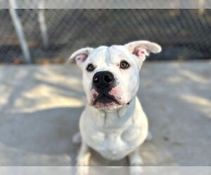 American Pit Bull Terrier Dogs for adoption in Charlotte, NC, USA