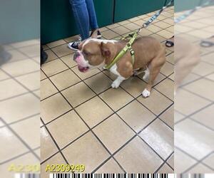 American Pit Bull Terrier Dogs for adoption in West Palm Beach, FL, USA