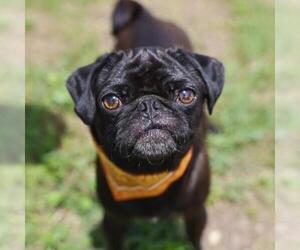 Pug Dogs for adoption in San Antonio, TX, USA