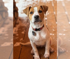 Mutt Dogs for adoption in Shelburne, VT, USA