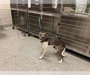 American Pit Bull Terrier Dogs for adoption in Houston, TX, USA