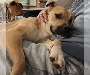 American Staffordshire Terrier-Unknown Mix Dogs for adoption in Dana Point, CA, USA