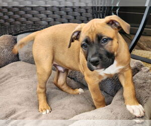 American Pit Bull Terrier-American Staffordshire Terrier Mix Dogs for adoption in Marine City, MI, USA
