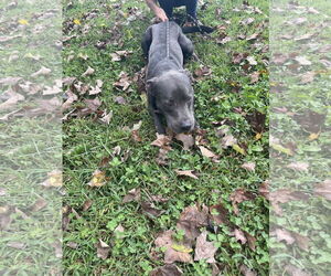 American Pit Bull Terrier Dogs for adoption in Sparta, TN, USA