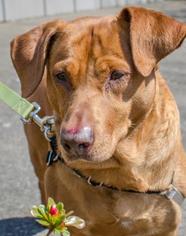 Labrador Retriever-Rhodesian Ridgeback Mix Dogs for adoption in Salem, OR, USA