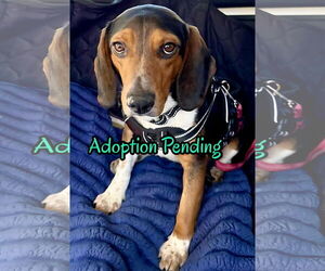 Beagle Dogs for adoption in Dunnellon, FL, USA