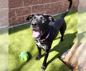 Labrador Retriever-Unknown Mix Dogs for adoption in Minneapolis, MN, USA