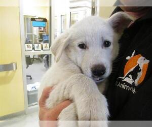 Great Pyrenees Dogs for adoption in Orange, CA, USA