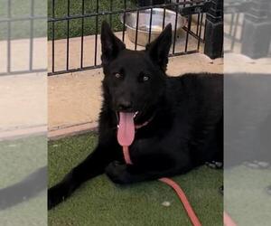 German Shepherd Dog-Unknown Mix Dogs for adoption in Sacramento, CA, USA