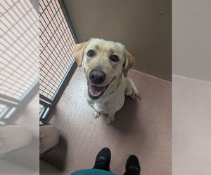 Labrador Retriever Dogs for adoption in Ogden, UT, USA