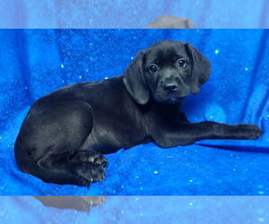 Labrador Retriever-Unknown Mix Dogs for adoption in Wetumpka, AL, USA