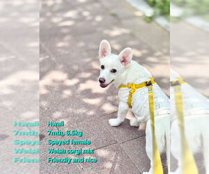 Dorgi Dogs for adoption in Agoura Hills, CA, USA