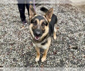German Shepherd Dog Dogs for adoption in Santa Rosa, CA, USA