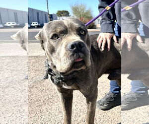 Mutt Dogs for adoption in Goodyear, AZ, USA