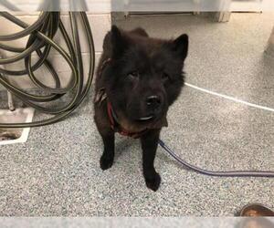 Chow Chow Dogs for adoption in Long Beach, CA, USA