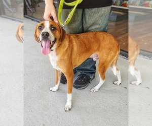 Boxador Dogs for adoption in New Smyrna Beach, FL, USA
