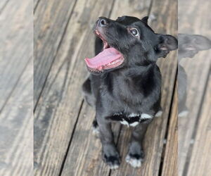 Labrador Retriever-Unknown Mix Dogs for adoption in Dana Point, CA, USA