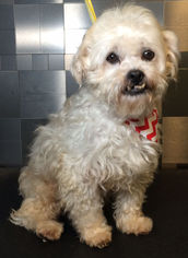 Lhasa-Poo Dogs for adoption in McKinney, TX, USA